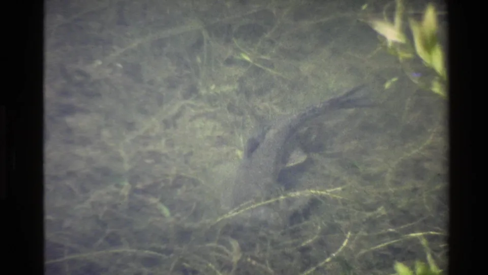 The fish is partly at the right edge of the frame, moving through clear pond water with submerged vegetation and soft reflections.