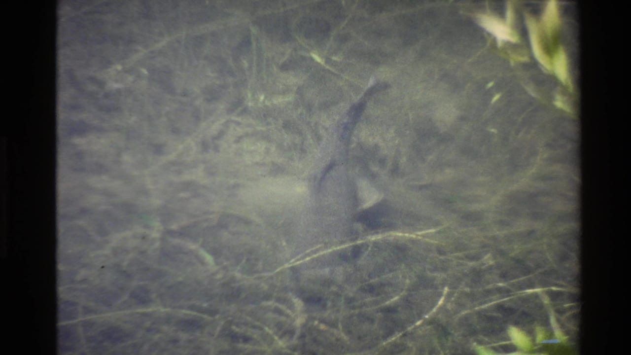 1980 U.S. 8mm frame showing a dark alligator shape partly visible beneath murky freshwater vegetation.