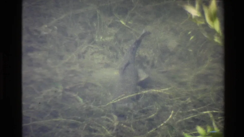 1980 U.S. 8mm frame showing a dark alligator shape partly visible beneath murky freshwater vegetation.