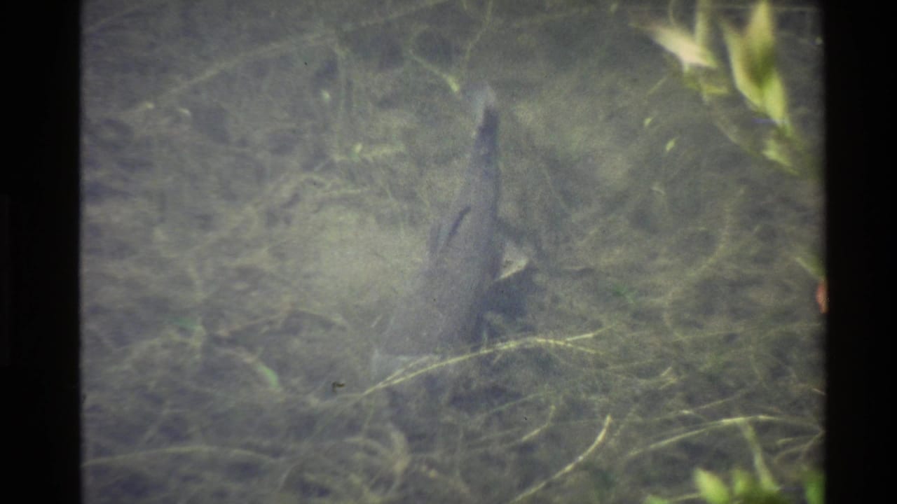 1980 U.S. 8mm frame with a partially obscured alligator moving through cloudy water and submerged plants.