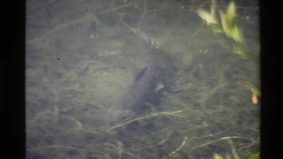 1980 U.S. 8mm frame showing a shadowed alligator form under water, with grasses and green leaves nearby.