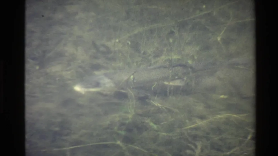 1980 U.S. 8mm frame with a faint alligator shape in cloudy freshwater surrounded by submerged vegetation.
