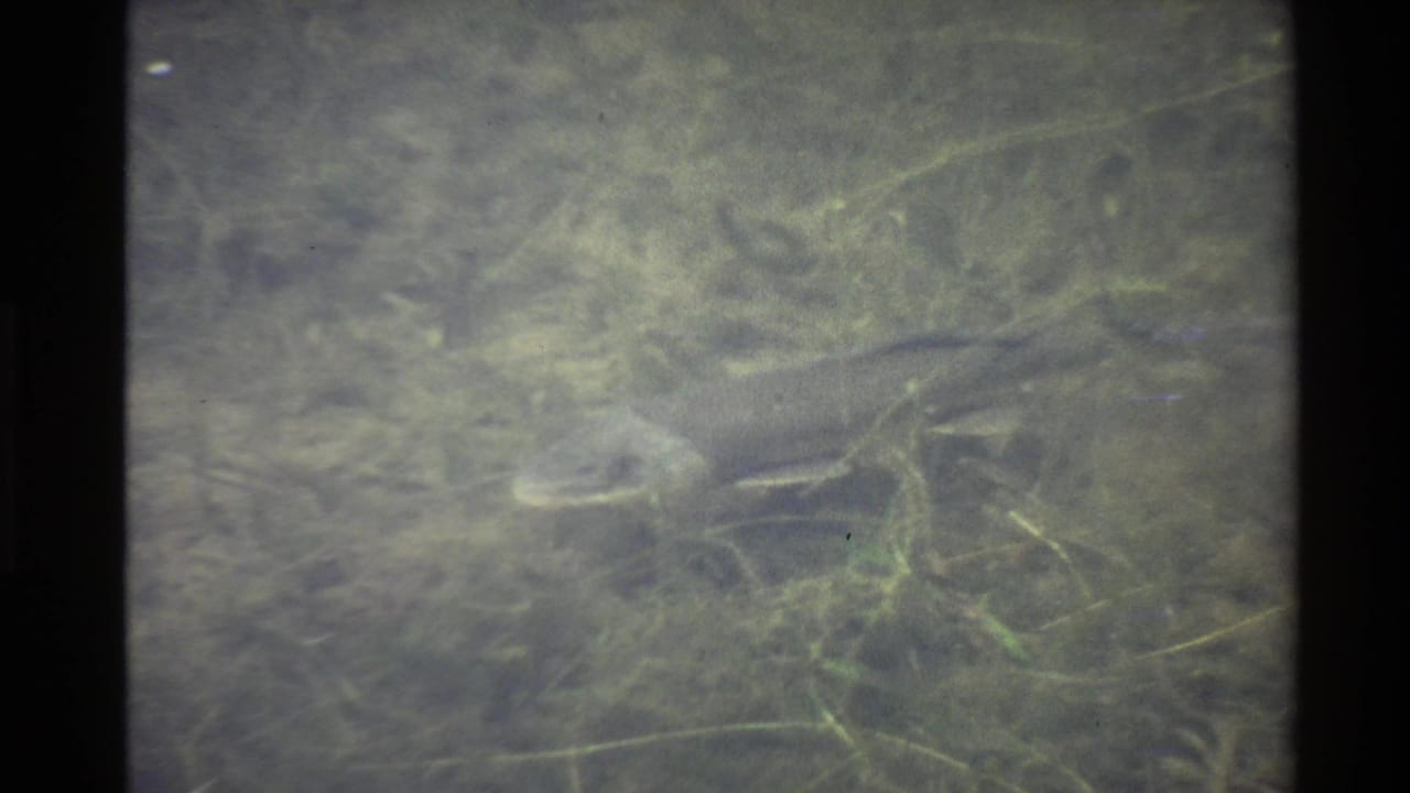 Bottom-feeding fish moving through murky water over aquatic vegetation.