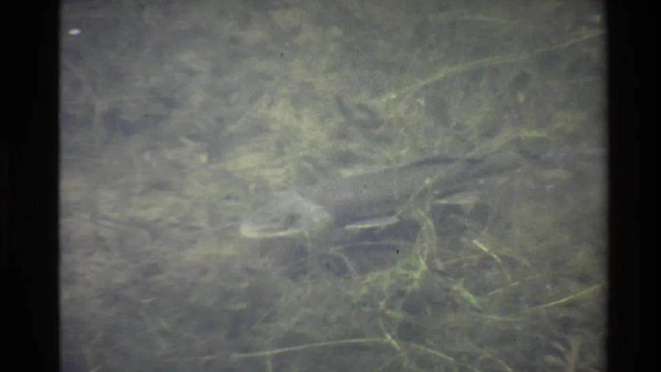 A bottom-feeding fish with visible barbels swims slowly through greenish underwater vegetation in archival 8mm footage.