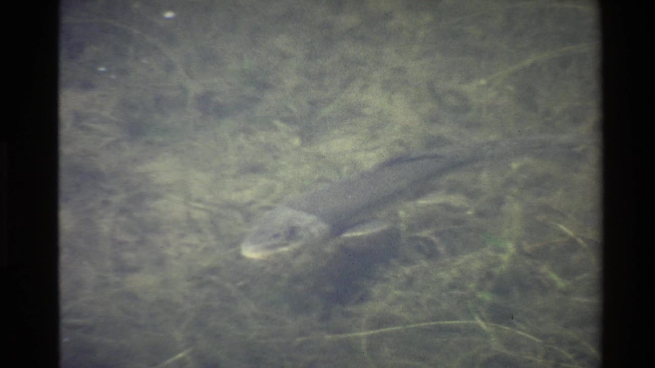 The fish appears in profile in murky greenish water, passing over submerged grasses and silt in 1980s United States home-movie footage.