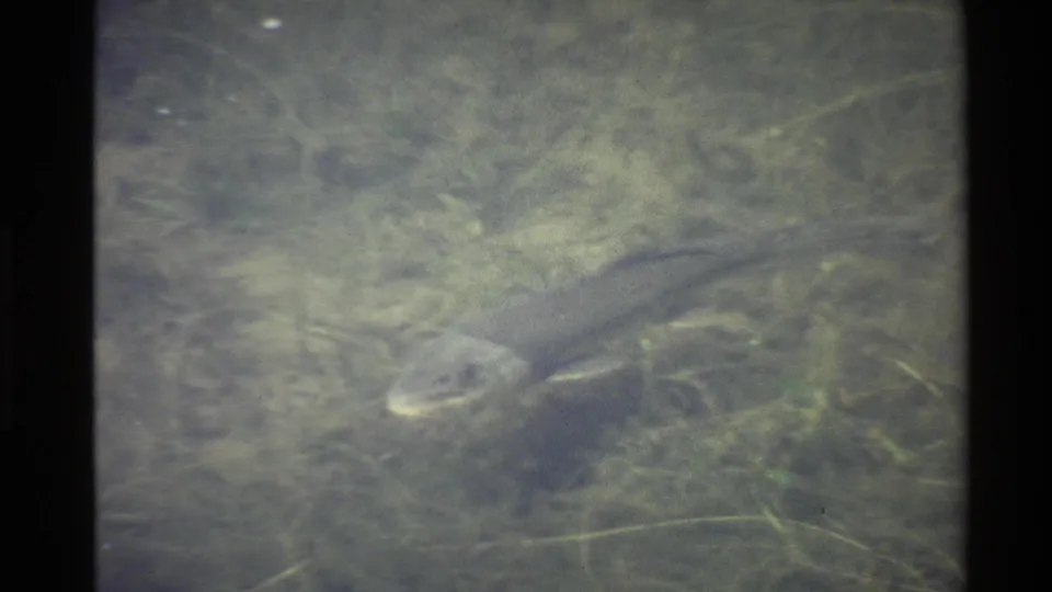 The fish appears in profile in murky greenish water, passing over submerged grasses and silt in 1980s United States home-movie footage.