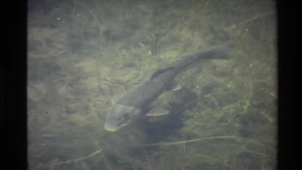 A bottom-feeding fish angles through the lower frame over a silty, plant-covered bed in vintage 8mm underwater footage.