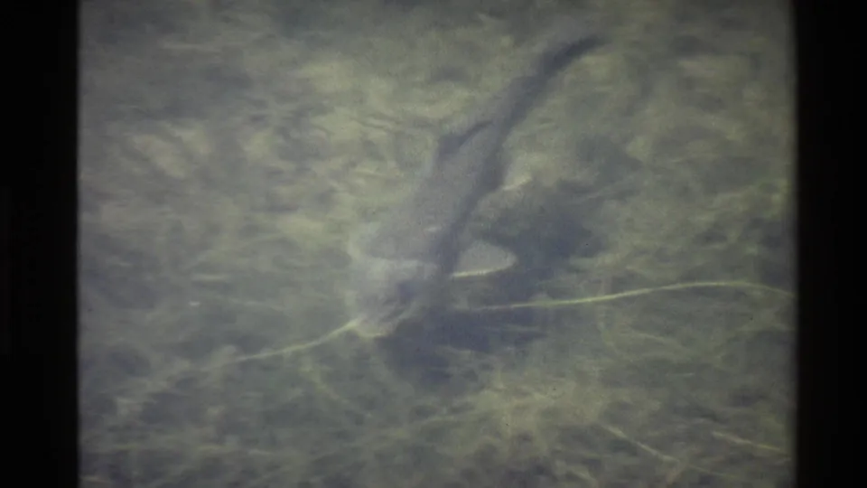 The fish is partly blurred as it continues through cloudy green water, with grasses and silt visible around it in the frame.