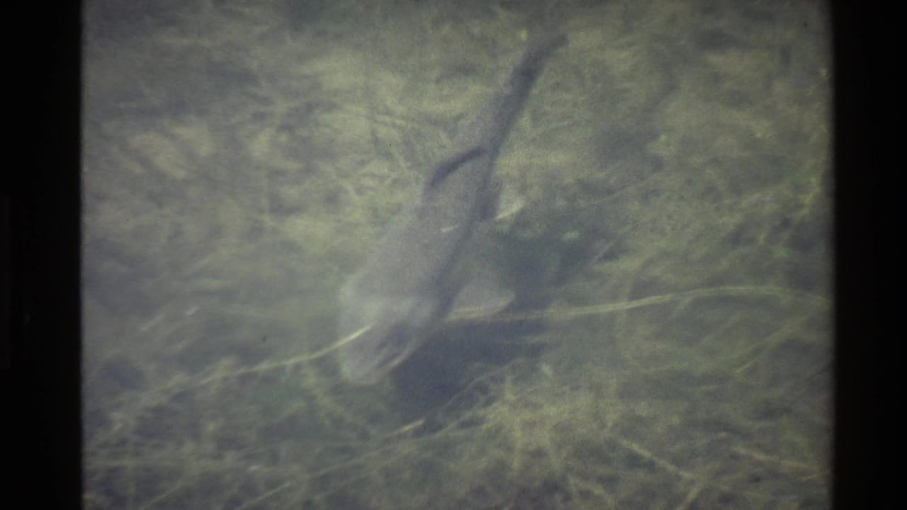 1980 western United States 8mm frame showing a large mottled fish moving through murky water over branches and riverbed growth.
