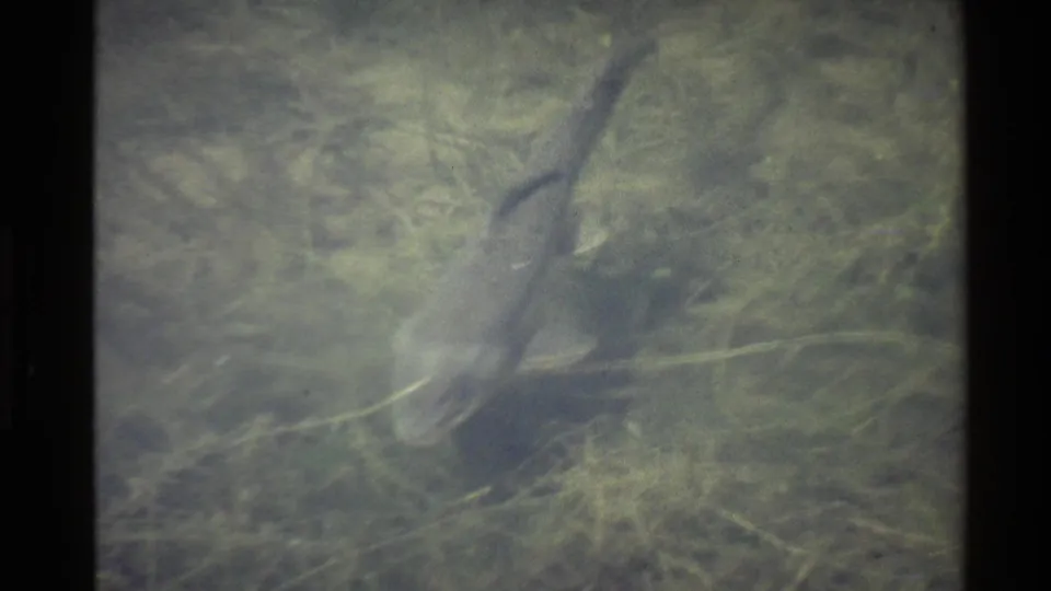 1980 western United States 8mm frame showing a large mottled fish moving through murky water over branches and riverbed growth.