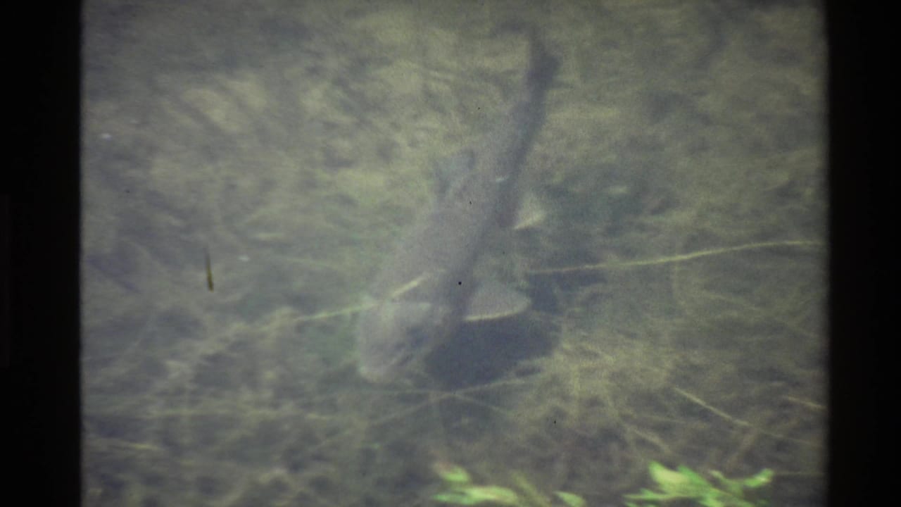1980 western United States 8mm frame with a grey mottled fish passing through cloudy water over a faint riverbed.