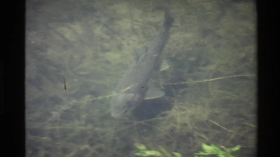 1980 western United States 8mm frame with a grey mottled fish passing through cloudy water over a faint riverbed.