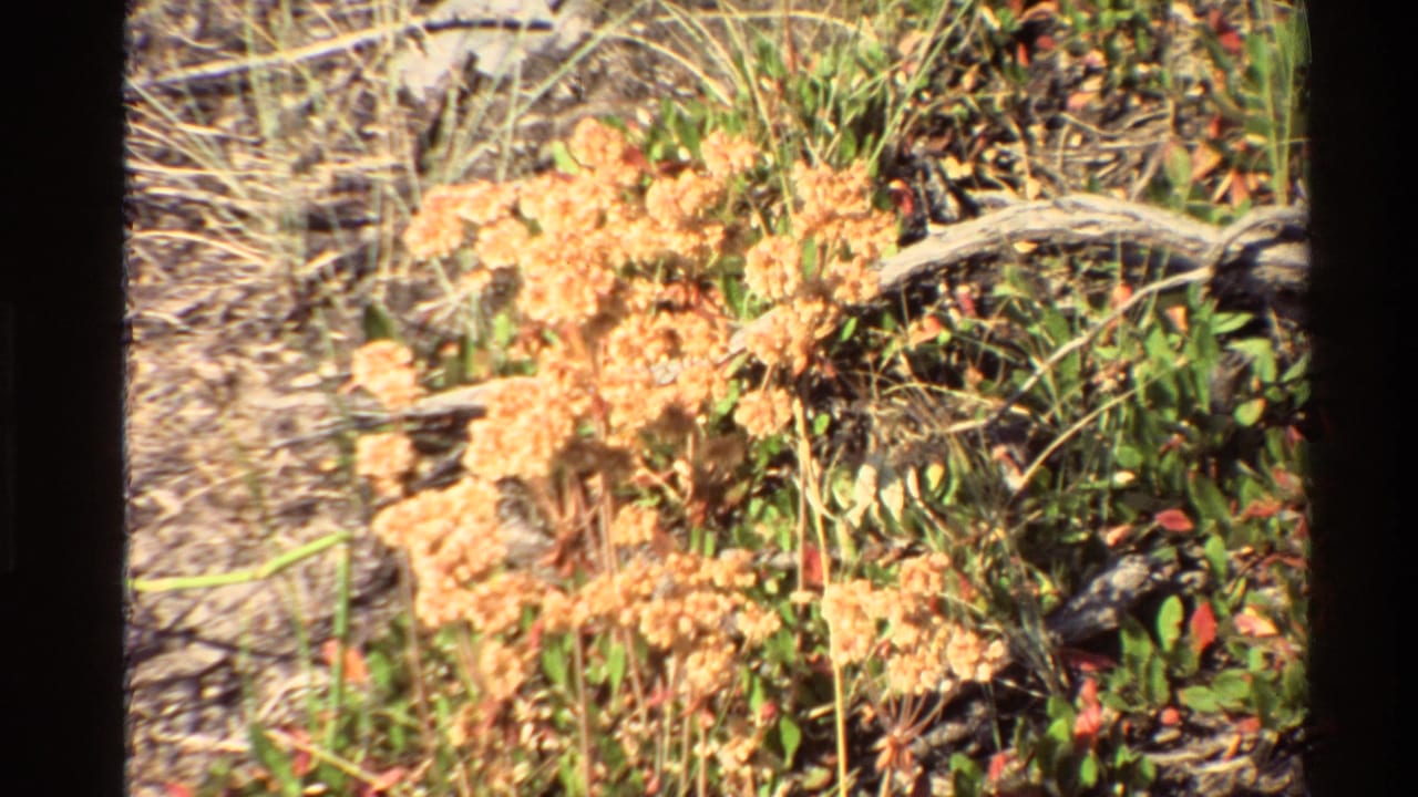 Close view of pale wildflowers growing among dry grass and rocks.