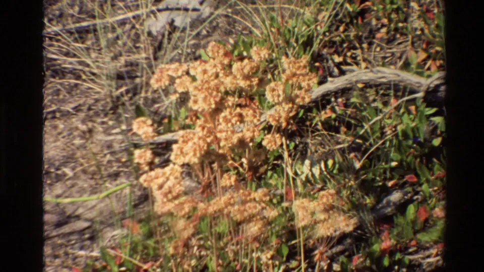 Home-movie close-up of pale wildflower clusters, leaves, rocks, and dry grasses near the river landscape.