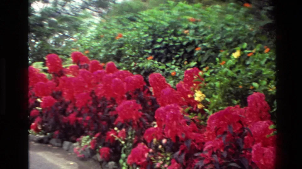 1981 New Zealand 8mm frame showing bright red flowering shrubs, a paved path, and dense garden greenery at the grounds.