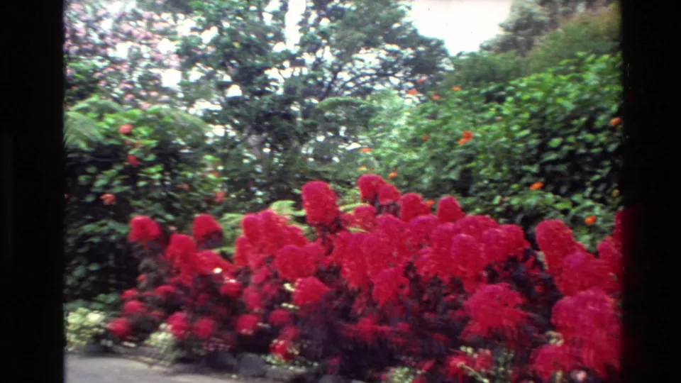 1981 New Zealand 8mm frame of red flowering shrubs, dense greenery, and trees within the Waitangi grounds landscape.