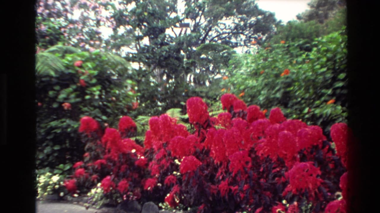1981 New Zealand 8mm frame of red cockscomb flowers filling a garden bed against dense green foliage and trees.