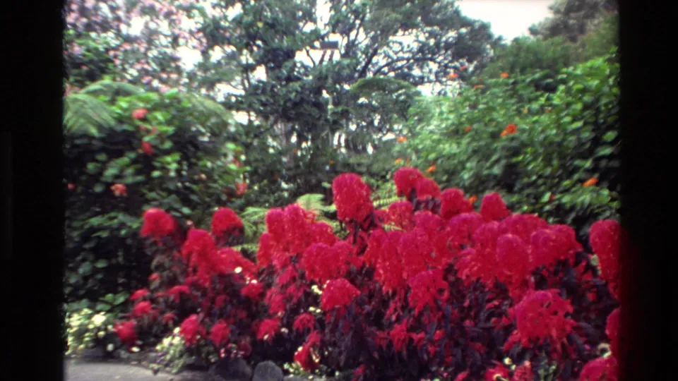 1981 New Zealand 8mm frame of red cockscomb flowers filling a garden bed against dense green foliage and trees.