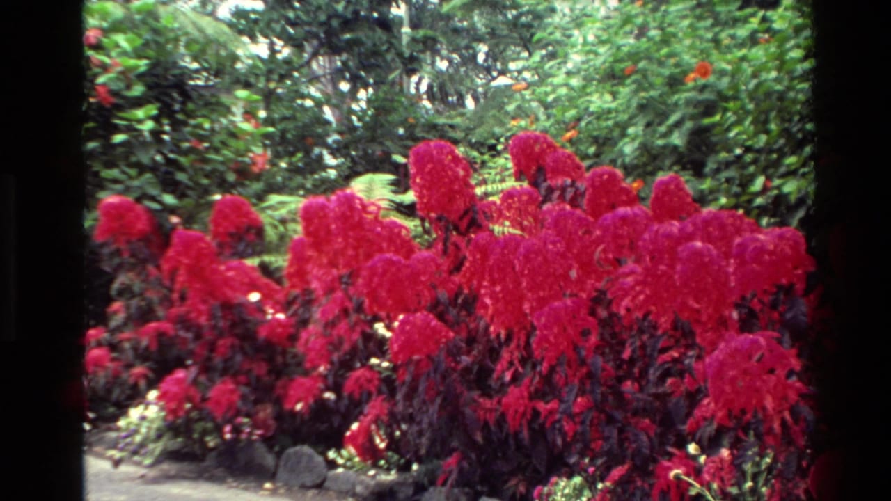 1981 New Zealand 8mm frame showing a closer view of red cockscomb blooms beside shrubs, trees, and low garden stones.