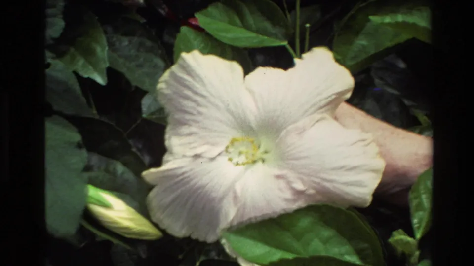 1981 New Zealand 8mm close-up of a white hibiscus with a yellow center, green leaves, buds, and a hand partly visible behind it.