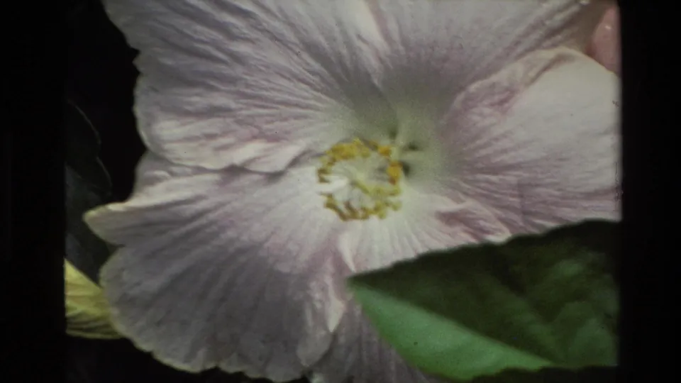 1981 New Zealand 8mm close-up of a pale white hibiscus bloom with a yellow center, soft petal detail, and green leaves crossing the foreground.