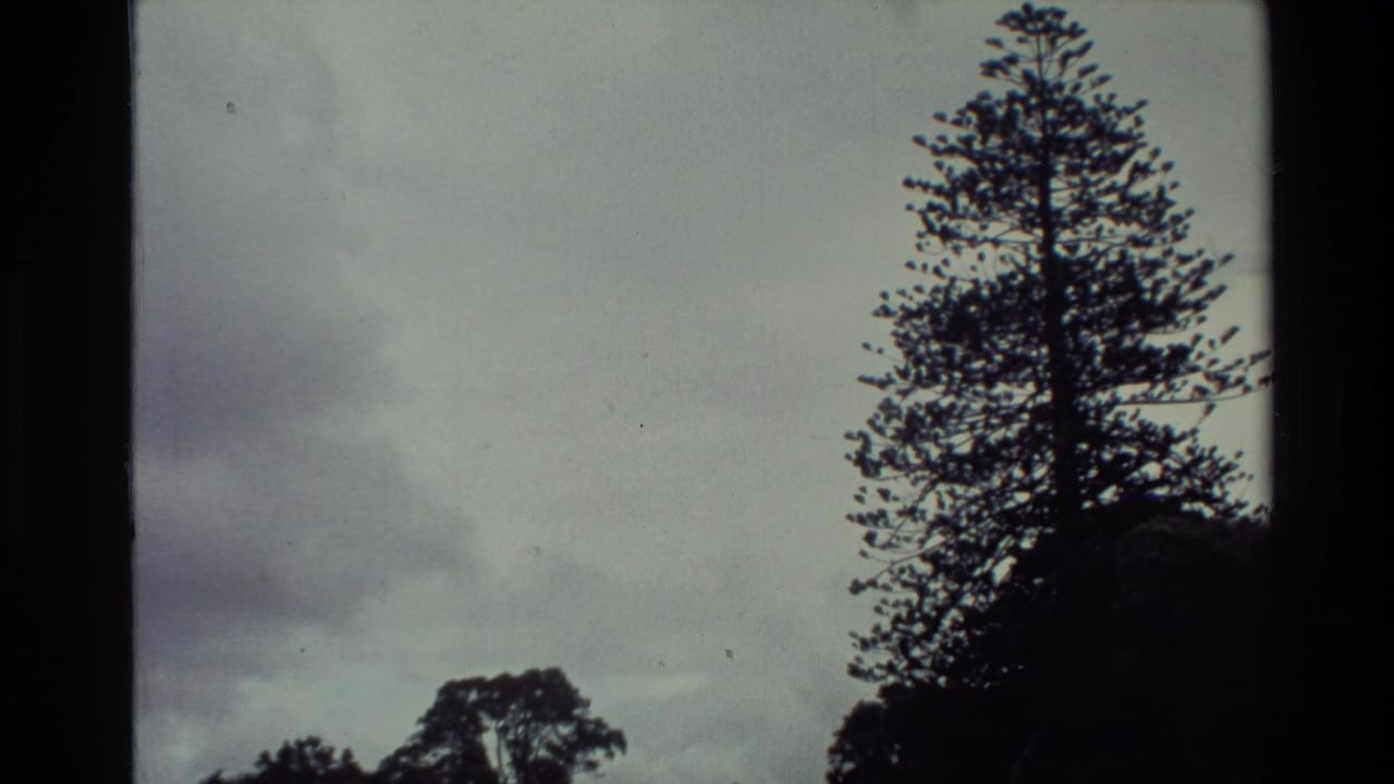 Wide 8mm view in New Zealand showing a tall tree against overcast sky, with a house edge and tree line near the bottom.