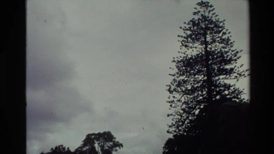 Wide 8mm view in New Zealand showing a tall tree against overcast sky, with a house edge and tree line near the bottom.