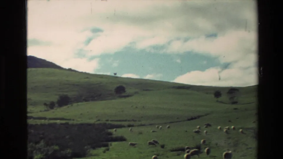 1981 New Zealand rural frame with sheep spread across sloping pasture, small trees, and a distant dark ridge.