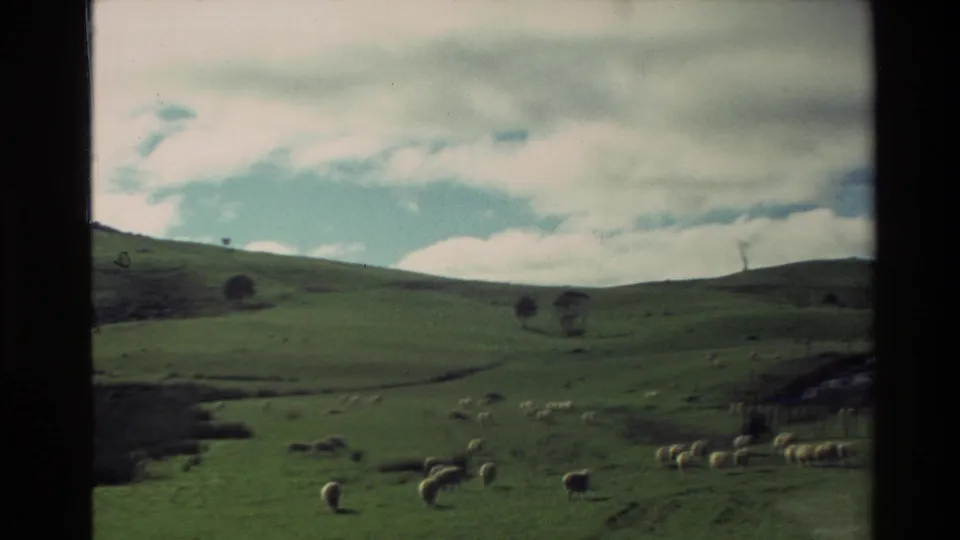 1981 New Zealand 8mm frame of a rural pasture, with sheep in the foreground and rolling hills receding toward the horizon.