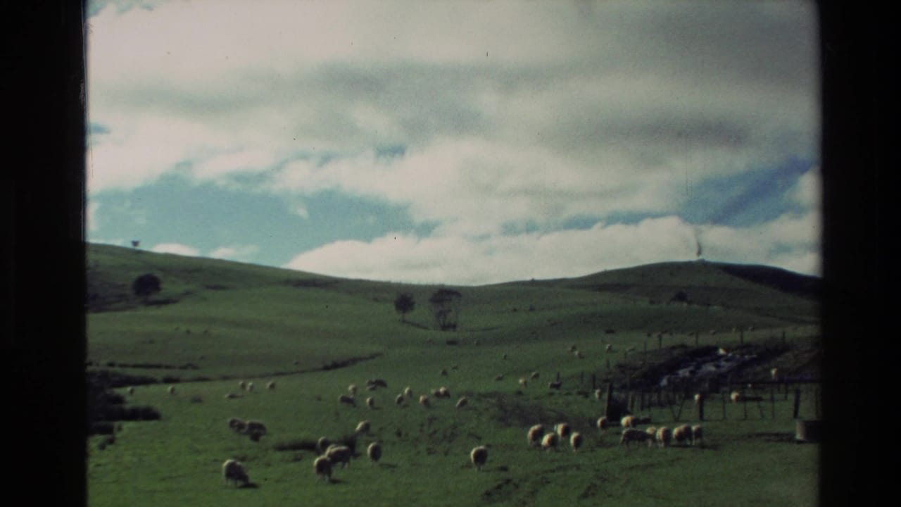 1981 New Zealand home-movie frame showing scattered sheep grazing across rolling green pasture beneath heavy cloud.