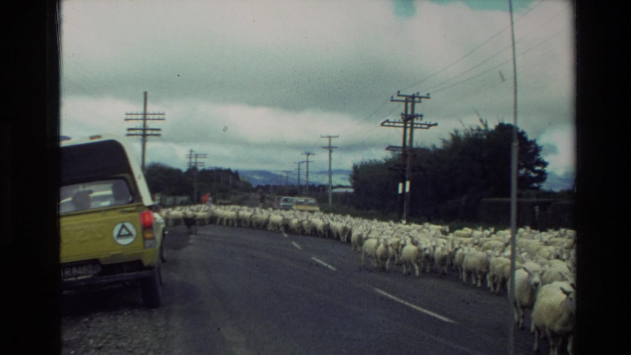 A large flock of sheep moves along a rural road beside a yellow utility vehicle.