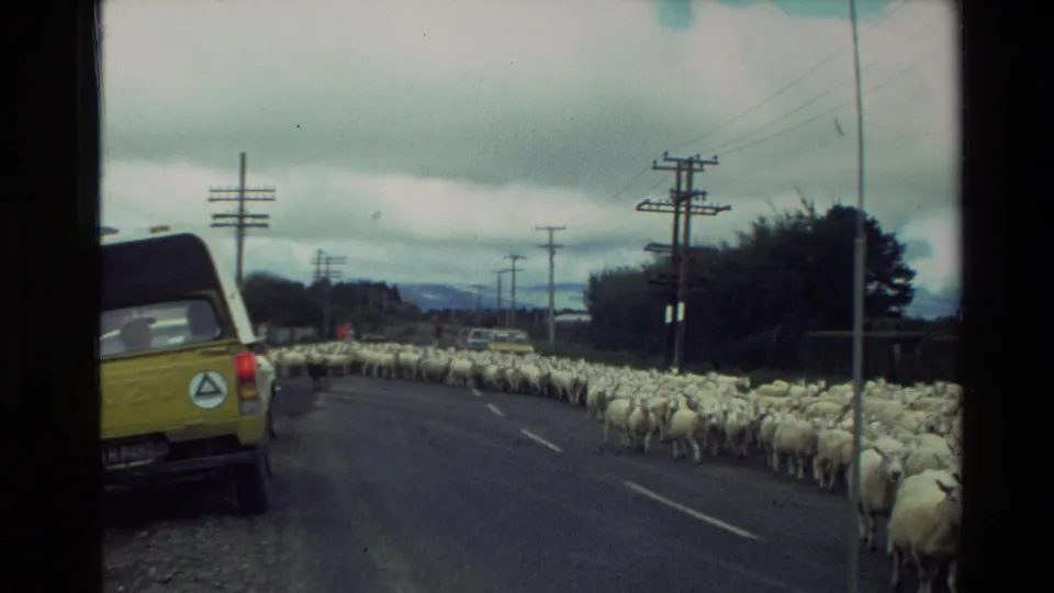 1981 New Zealand rural road scene with a dense flock of sheep slowing traffic near a yellow utility vehicle and power poles.