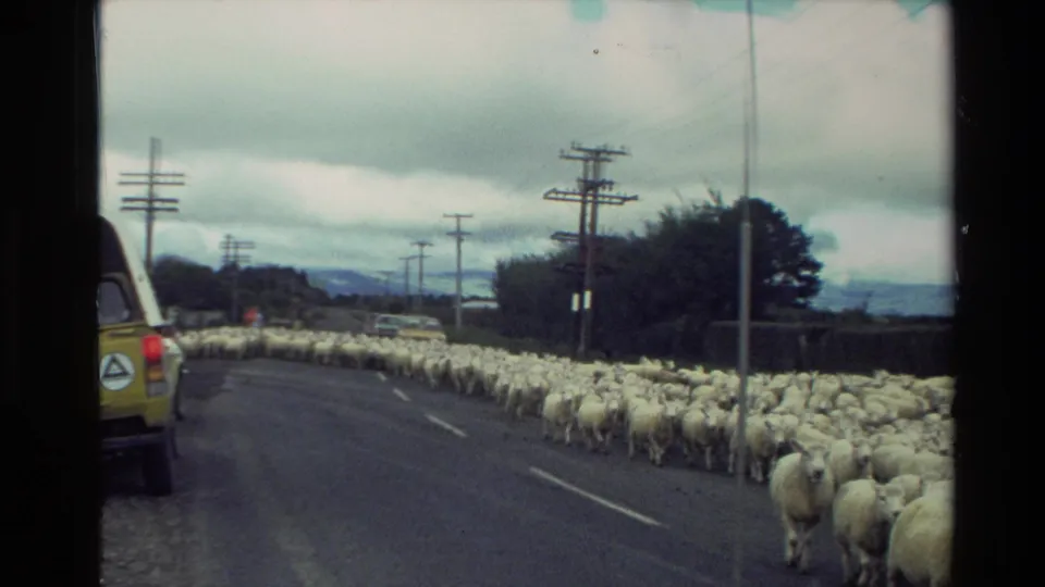 Home-movie view of a sheep roadblock in New Zealand, with the flock stretching along the road past poles, hedges, and a yellow vehicle.
