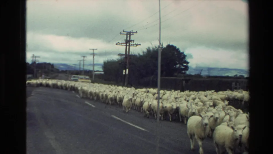 1981 New Zealand frame showing sheep packed along a paved country road, with power poles, hedges, distant hills, and cloudy sky.