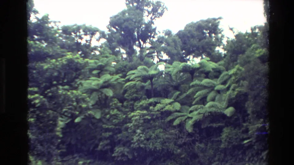 Dense New Zealand forest vegetation with large ferns, layered green foliage, and tall trees in soft 8mm color.