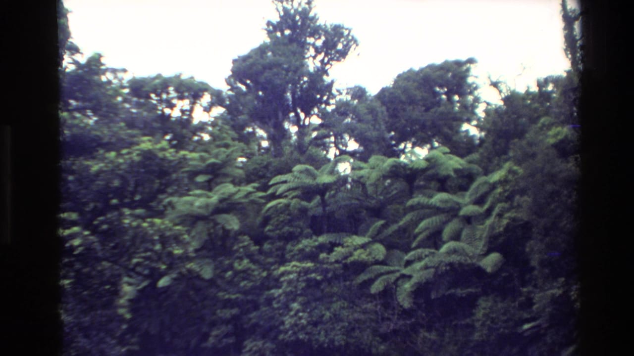 Dense green forest with tree ferns and taller trees under a bright sky.