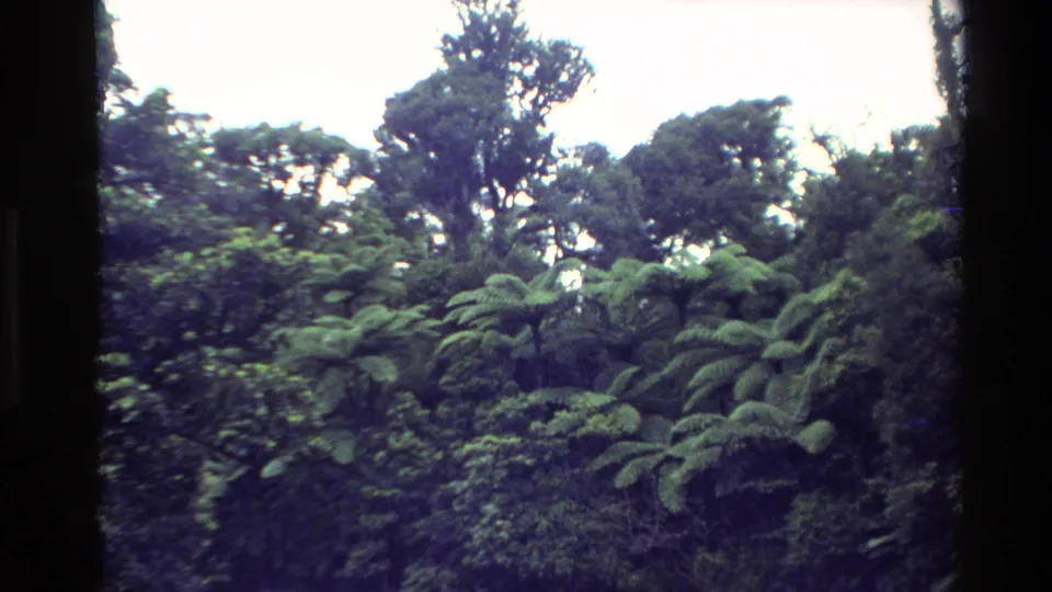 1981 New Zealand 8mm frame showing dense forest, tree fern fronds, taller trees, and bright sky patches.