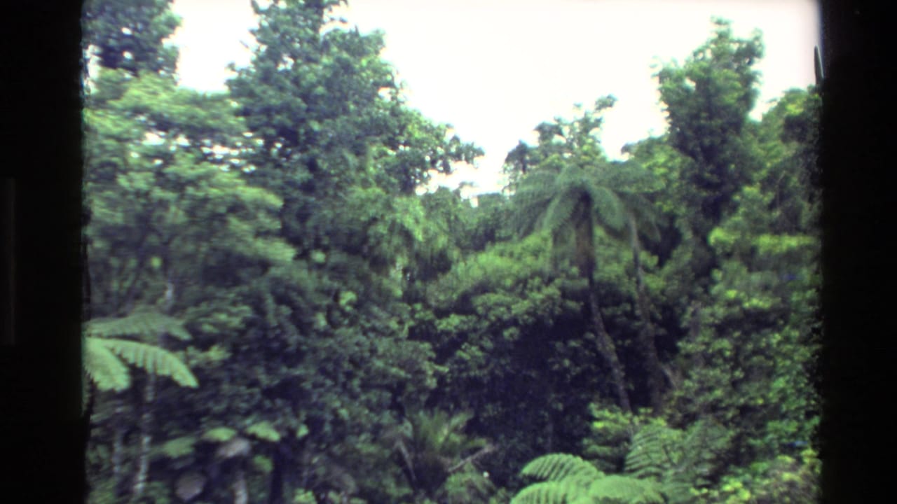 1981 New Zealand 8mm frame with layered green foliage, tree ferns, shrubs, and taller forest trees.
