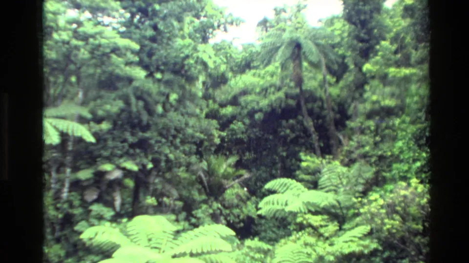 1981 New Zealand 8mm frame showing bright tree ferns, dense undergrowth, and darker forest behind.