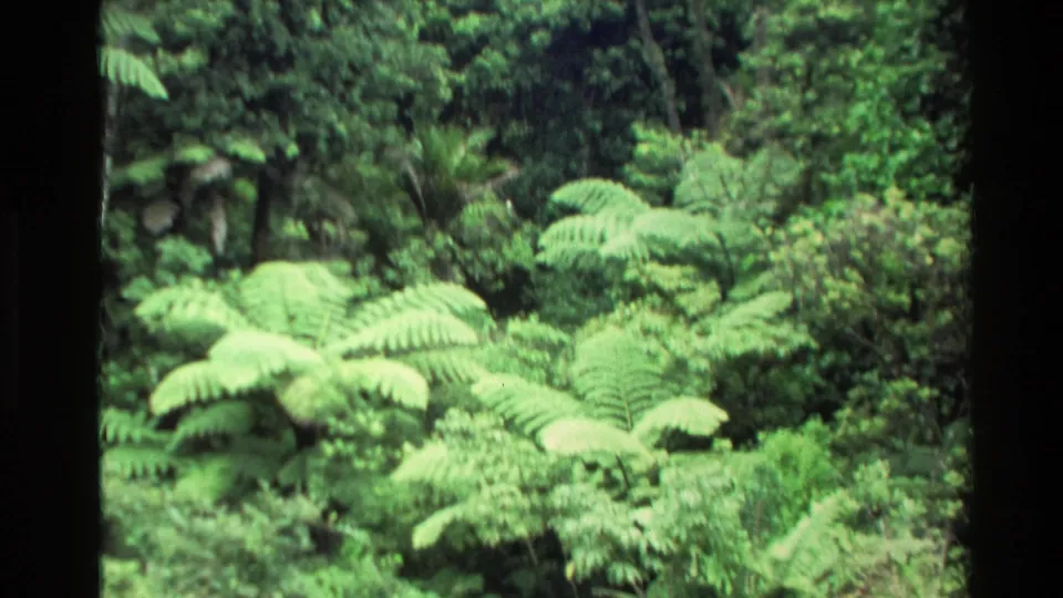 1981 New Zealand 8mm frame with large pale-green fern fronds in front of dense forest vegetation.