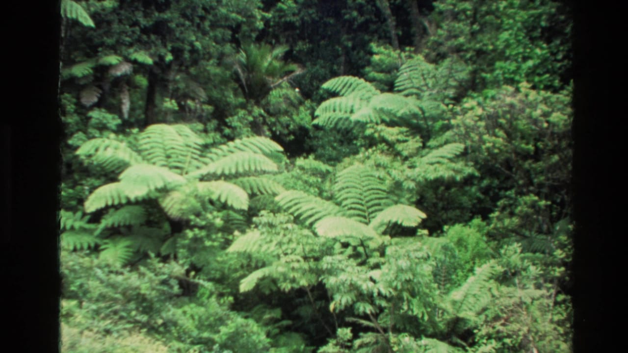 1981 New Zealand 8mm frame showing layered bright green fern fronds in a dense forest, bordered by dark film edges.
