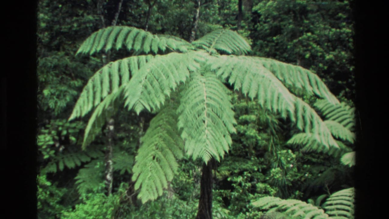 Large tree fern with spreading fronds against dense green forest foliage.