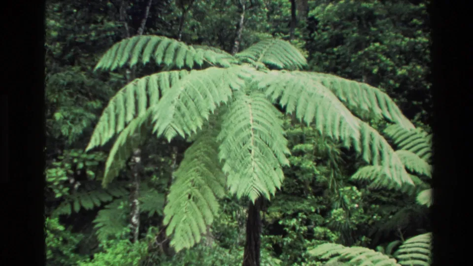 1981 New Zealand 8mm frame showing a close view of a tree fern’s long green fronds in a lush forest setting.