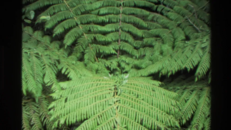 1981 New Zealand 8mm frame looking into layered fern fronds, with dense green foliage filling most of the view.