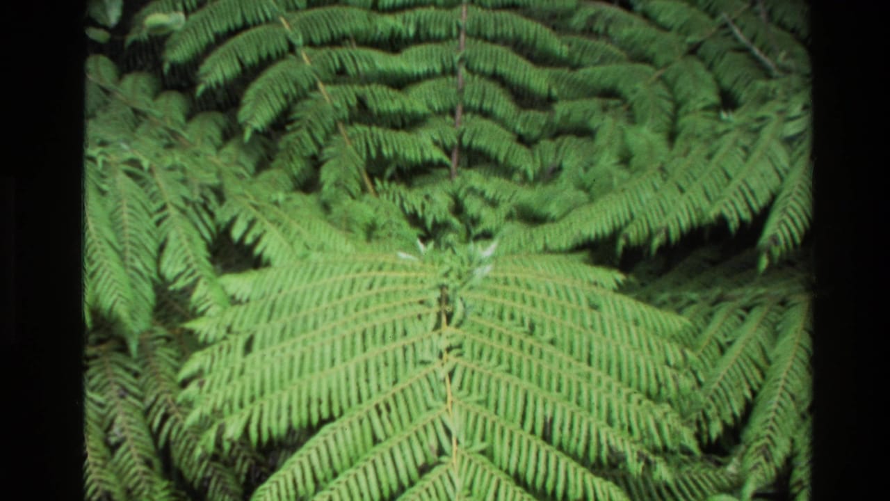 Close view of bright green fern fronds filling the frame.