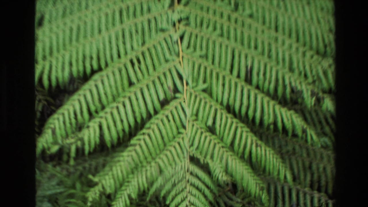 Close 8mm view of a large fern frond in New Zealand forest foliage, with soft focus and green color shift.