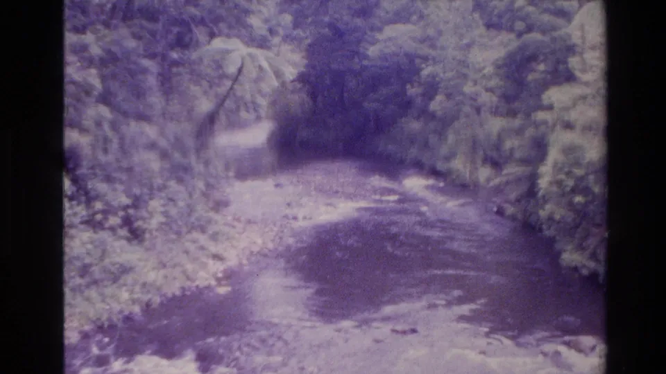 Vintage 8mm view of a winding New Zealand forest stream surrounded by thick foliage and visible color shift.