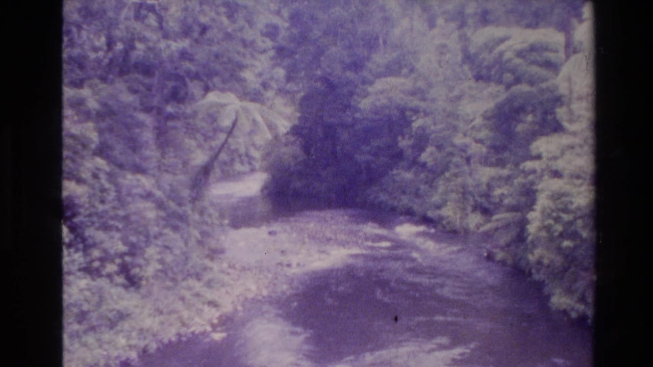 1981 New Zealand 8mm frame showing a shaded stream bordered by dense green forest, with a strong purple film cast.