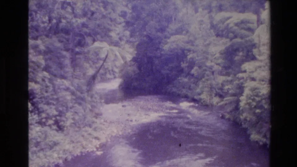 1981 New Zealand 8mm frame showing a shaded stream bordered by dense green forest, with a strong purple film cast.
