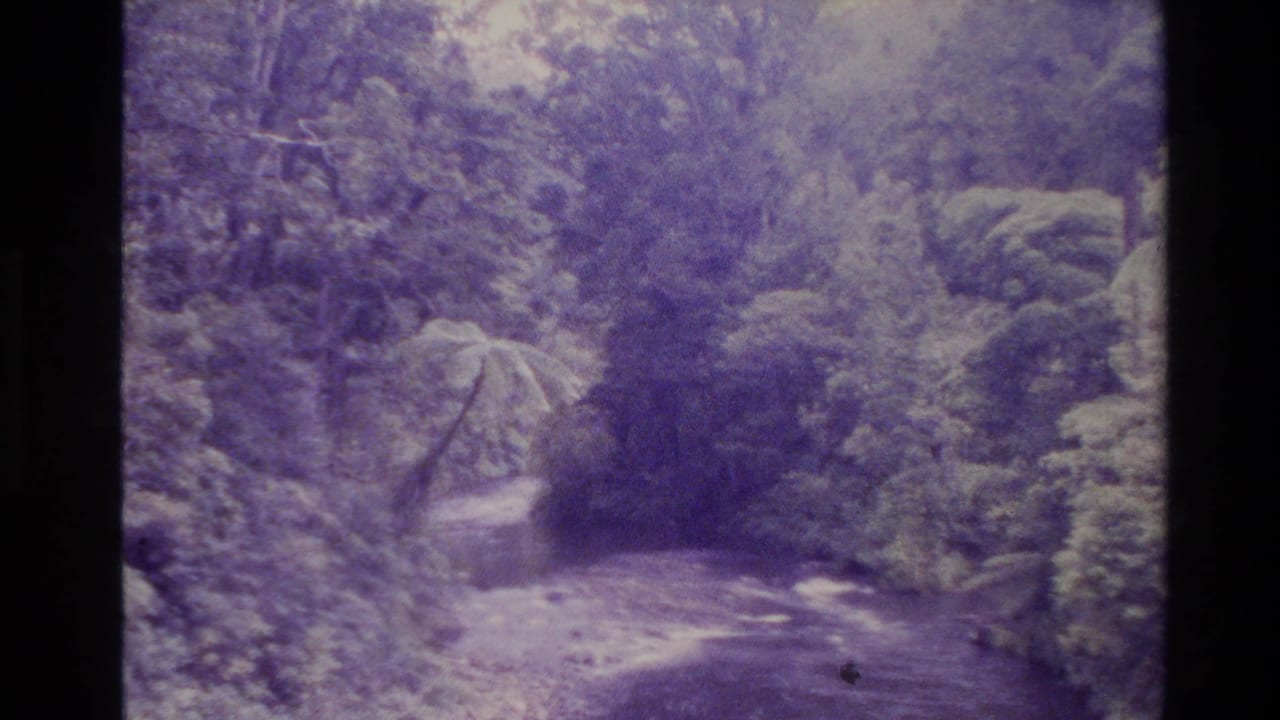 Handheld 8mm view of a New Zealand forest stream surrounded by ferns and thick vegetation, with visible purple film shift.